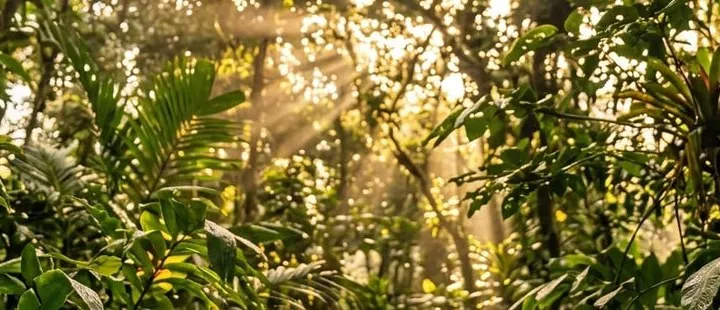 Fern under morning light
